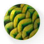 Peacock Feathers II Colorful Nature Paperweight