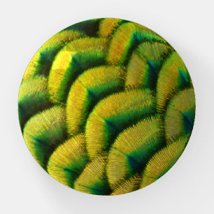 Peacock Feathers II Colorful Nature Paperweight