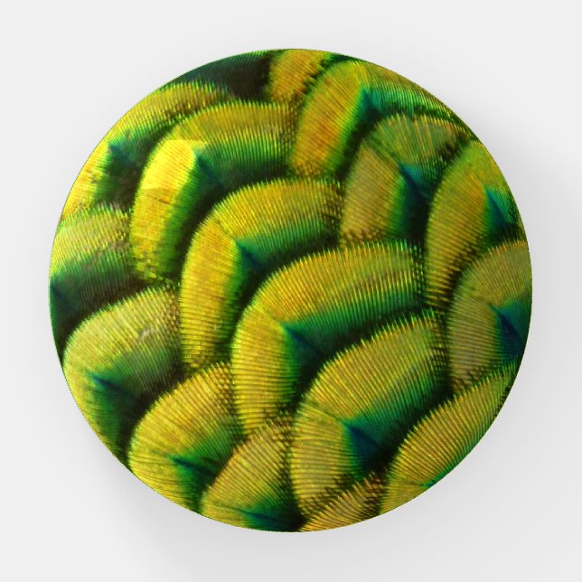 Peacock Feathers II Colorful Nature Paperweight (Front)
