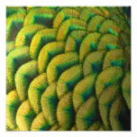 Peacock Feathers II Colorful Nature Photo Print