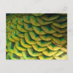 Peacock Feathers II Colorful Nature Postcard