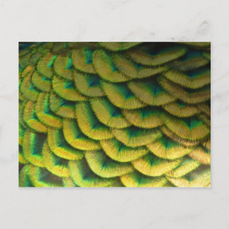 Peacock Feathers II Colorful Nature Postcard