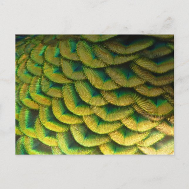 Peacock Feathers II Colorful Nature Postcard (Front)