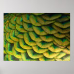 Peacock Feathers II Colorful Nature Poster