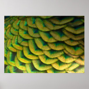 Peacock Feathers II Colorful Nature Poster