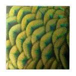 Peacock Feathers II Colorful Nature Tile