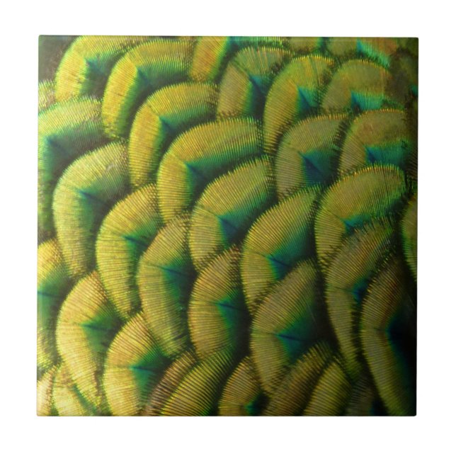 Peacock Feathers II Colorful Nature Tile (Front)