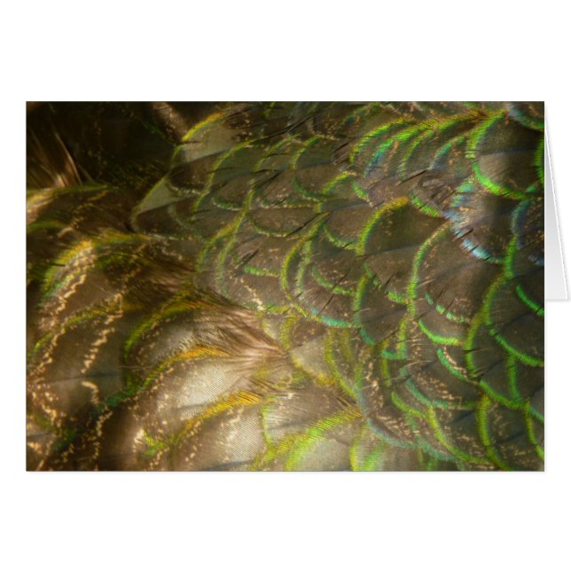 Peacock Feathers III (Female) Subtle Nature Design (Front Horizontal)