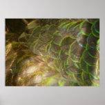 Peacock Feathers III (Female) Subtle Nature Design Poster