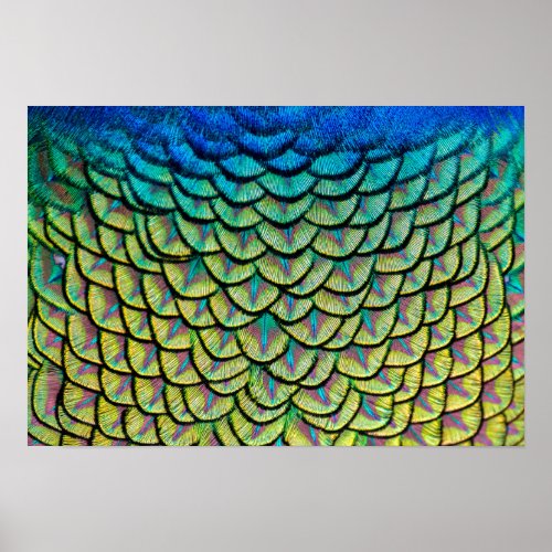 Peacock Feathers in a Colorful Art Deco Pattern Poster
