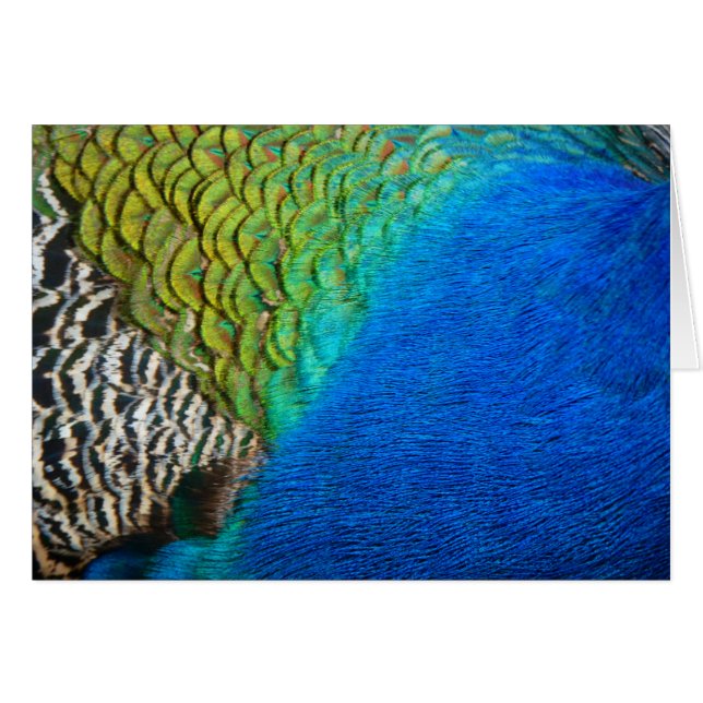 Peacock Feathers IV Colorful Abstract Nature (Front Horizontal)