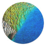 Peacock Feathers IV Colorful Abstract Nature Classic Round Sticker