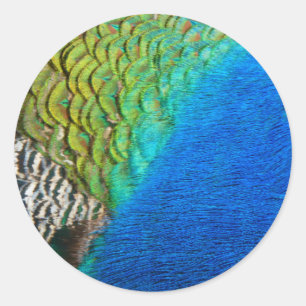 Peacock Feathers IV Colorful Abstract Nature Classic Round Sticker