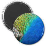 Peacock Feathers IV Colorful Abstract Nature Magnet