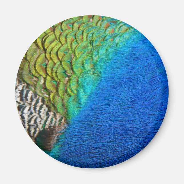 Peacock Feathers IV Colorful Abstract Nature Magnet (Front)