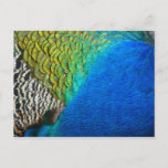 Peacock Feathers IV Colorful Abstract Nature Postcard