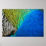 Peacock Feathers IV Colorful Abstract Nature Poster