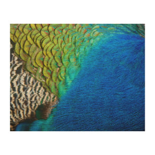 Peacock Feathers IV Colorful Abstract Nature Wood Wall Art