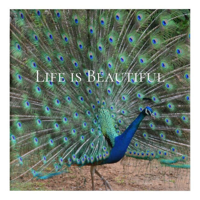 Peacock Feathers Kauai Hawaii Acrylic Print (Front)