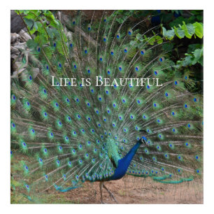 Peacock Feathers Kauai Hawaii Acrylic Print