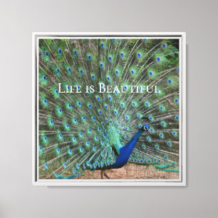 Peacock Feathers Kauai Hawaii Canvas Print