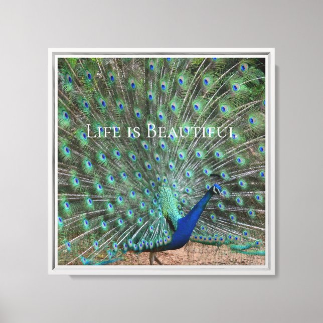 Peacock Feathers Kauai Hawaii Canvas Print (Front)