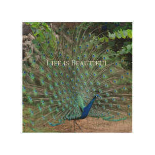 Peacock Feathers Kauai Hawaii Wood Wall Art