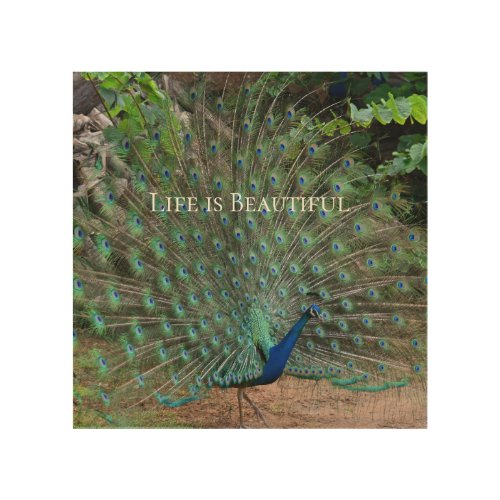 Peacock Feathers Kauai Hawaii Wood Wall Art