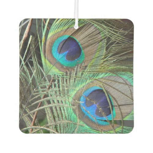 Peacock feathers natural beauty green blue birds  air freshener