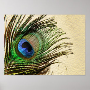 Peacock Feathers on Wall Poster