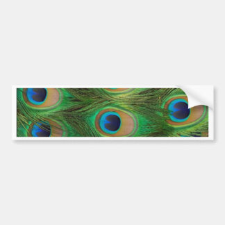 Peacock Feathers - Peafowl Bumper Sticker