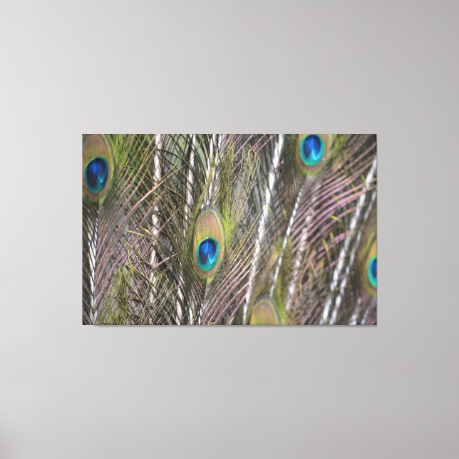 Peacock Feathers (photography taken by me) Canvas Print (Front)