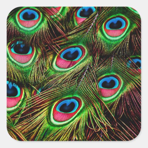 peacock feathers plumage pattern square sticker