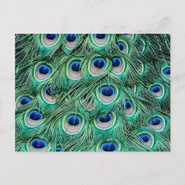 Peacock Feathers Postcard (Front)