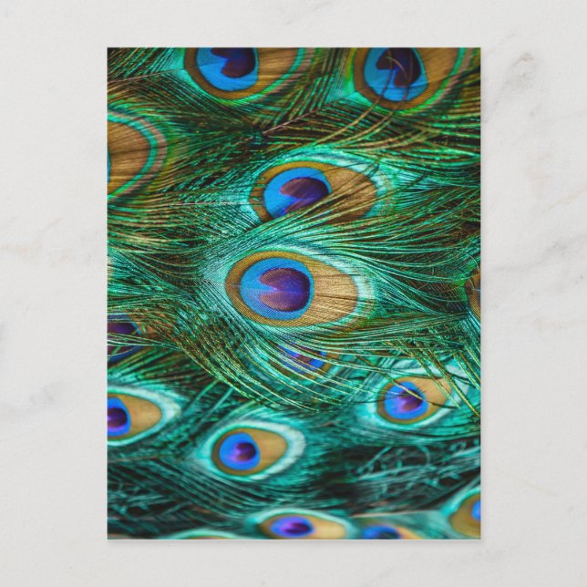 PEACOCK FEATHERS POSTCARD (Front)