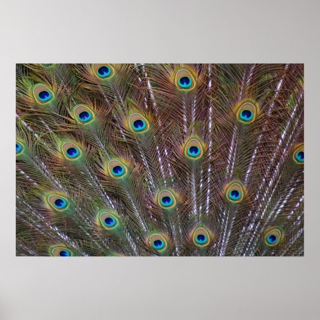 Peacock Feathers Poster (Front)