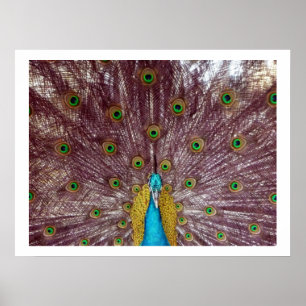 peacock feathers poster