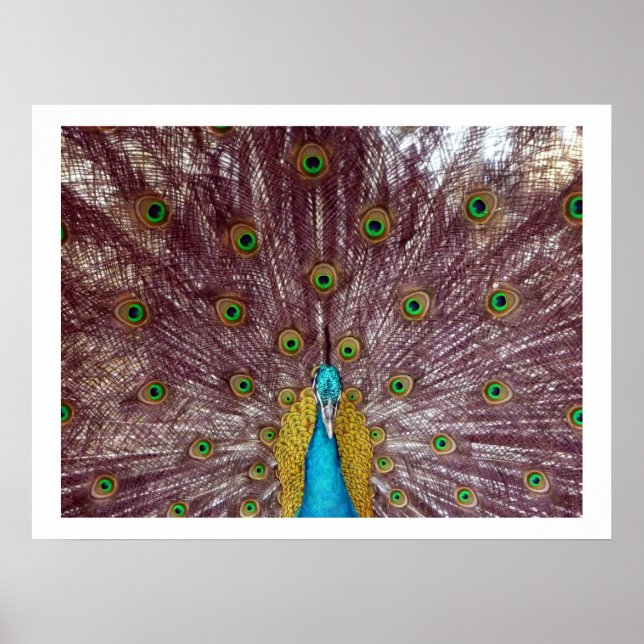 peacock feathers poster (Front)