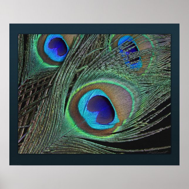 Peacock Feathers Print -24x20 -smaller available (Front)
