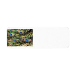 Peacock feathers return address label