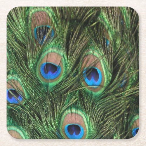 Peacock Feathers Square Paper Coaster
