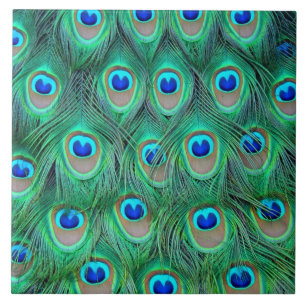 Peacock feathers tile