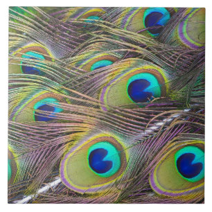 Peacock Feathers Tile