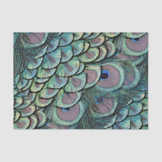 peacock feathers tissue paper (Front)