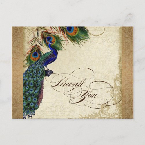 Peacock  Feathers Vintage Gold Look Damask  Swirl Postcard