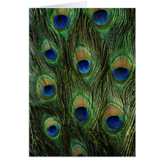 Peacock Feathers Wildlife Cards Series