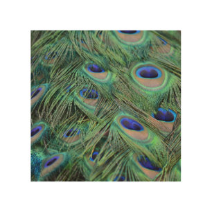 Peacock Feathers Wood Wall Decor
