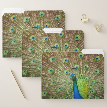 Peacock File Folder by PixLifeBirds at Zazzle