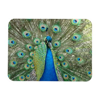 Peacock Flexible Magnet by stopnbuy at Zazzle