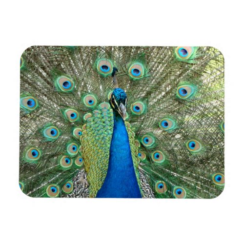 Peacock Flexible Magnet